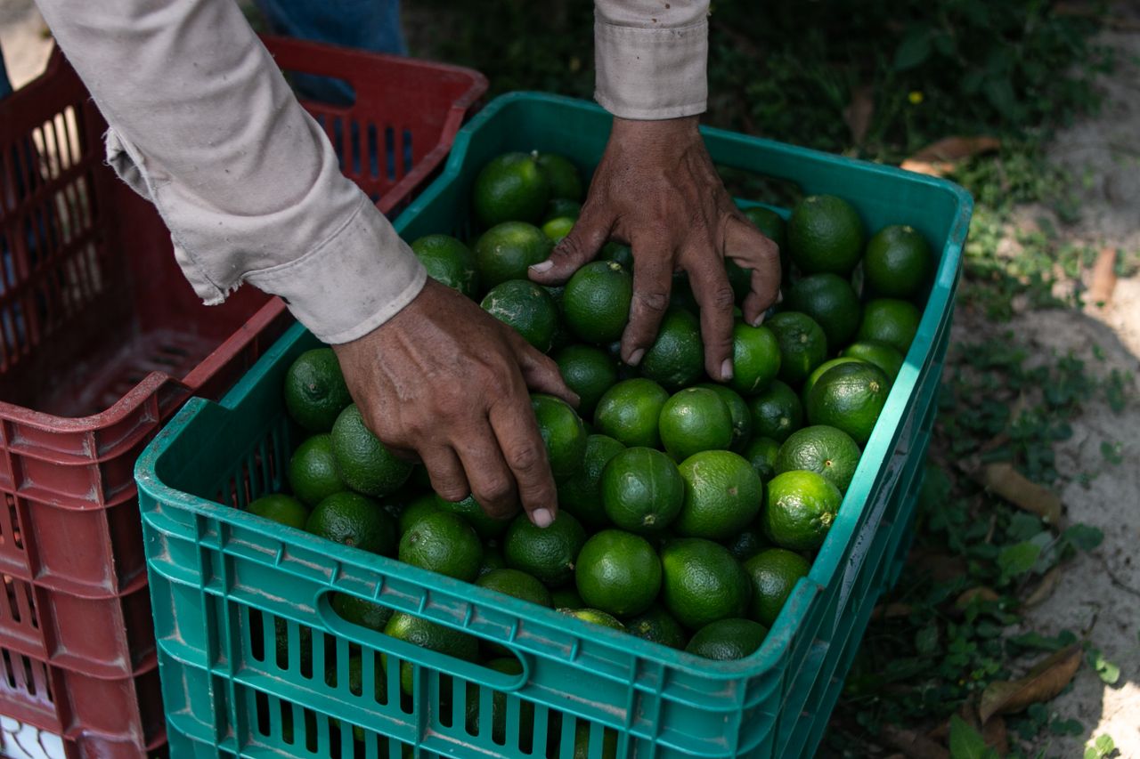 about-02 Close-up of hands picking fresh limes from a crate during harvest in Chavarrillo, Mexico.