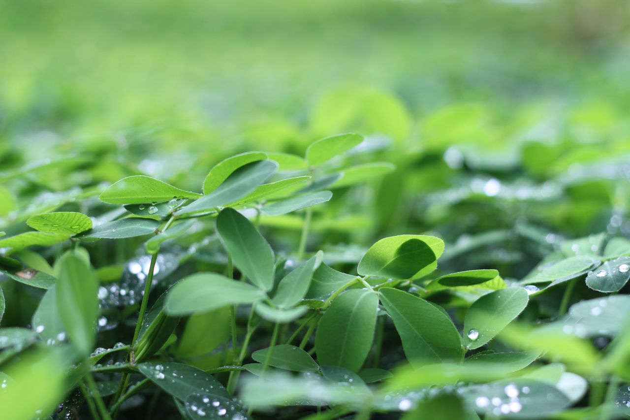 Close-up of green leaves with dewdrops capturing the freshness of nature.